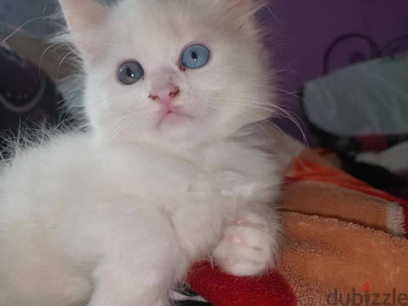 قطط شيرازي للبيع عمر شهر ونص 8