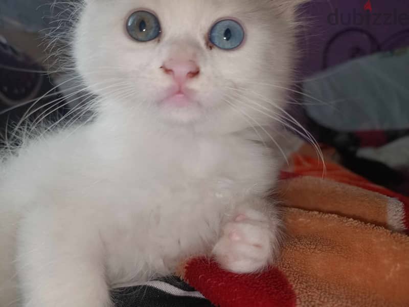 قطط شيرازي للبيع عمر شهر ونص 9