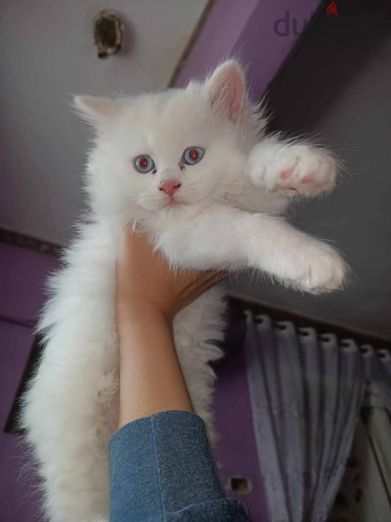 قطط شيرازي للبيع عمر شهر ونص 14