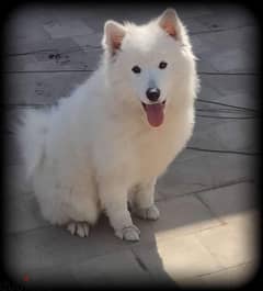 female "samoyed "dog 12 months for sale vaccined