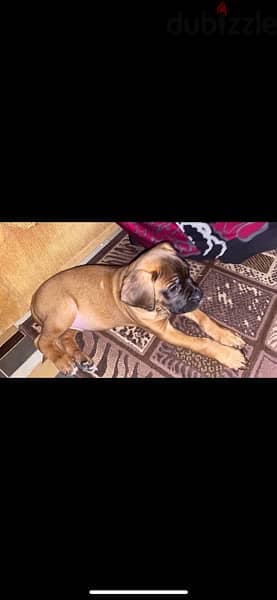 Male Mastiff for sale 5 months 1