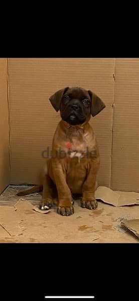 Male Mastiff for sale 5 months 3