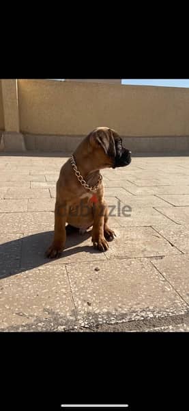 Male Mastiff for sale 5 months 4