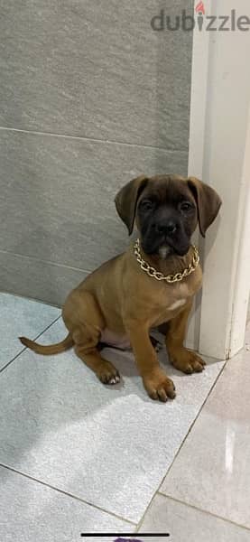 Male Mastiff for sale 5 months 5