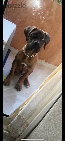 Male Mastiff for sale 5 months 6