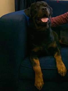 Adult Male Rottweiler, Looking for a home
