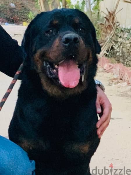 Adult Male Rottweiler, Looking for a home 3