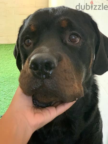 Adult Male Rottweiler, Looking for a home 5