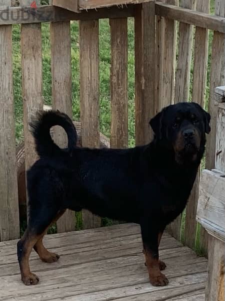Adult Male Rottweiler, Looking for a home 6