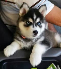 need husky puppy for adoption 0