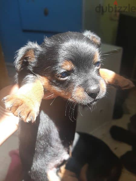 Chihuahua + Yorkshire puppy (chorkie) جرو كلب صغير شيواو ويورك شاير 1