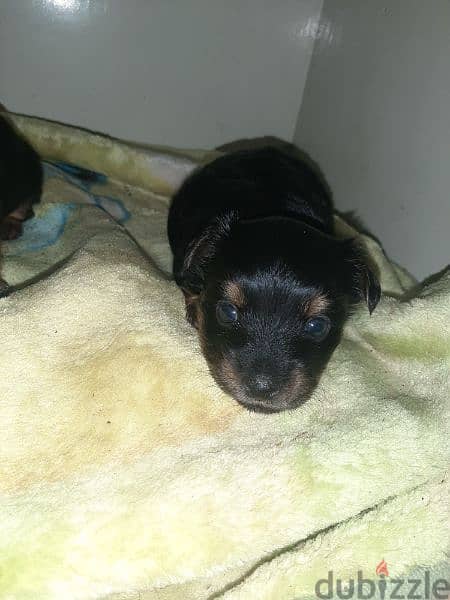 Chihuahua + Yorkshire puppy (chorkie) جرو كلب صغير شيواو ويورك شاير 8
