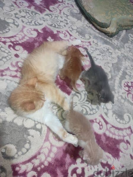 ٣ قطط عمر ٣٥ يوم و امهم 3