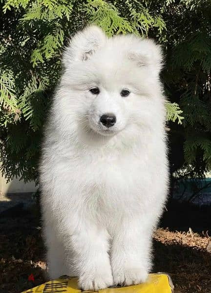 Samoyed puppies Males From Russia 1