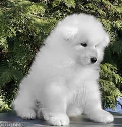 Samoyed puppies Males From Russia