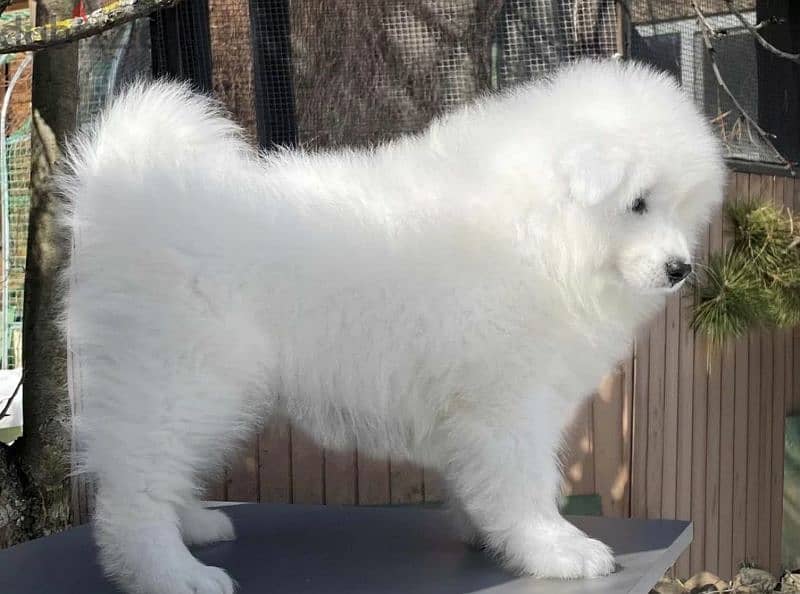 Samoyed puppies Males From Russia 2