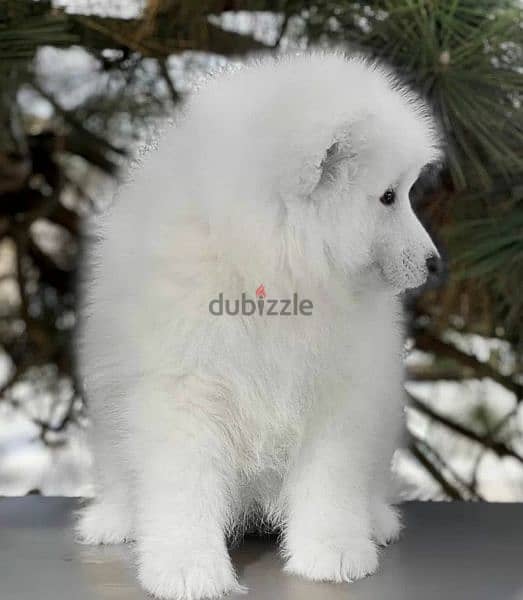 Samoyed puppies Males From Russia 3