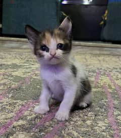 قطة شيرازي ملونه