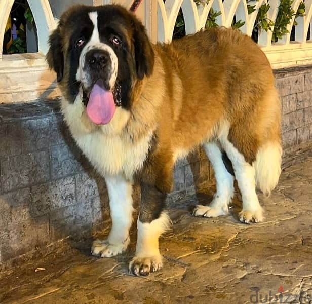 ذكر سانت برنارد ,male saint bernard 7