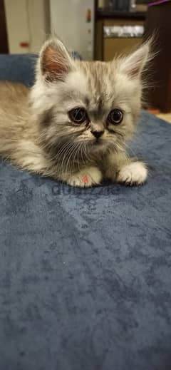 Persian chinchilla kitty, boy. 1 month 0