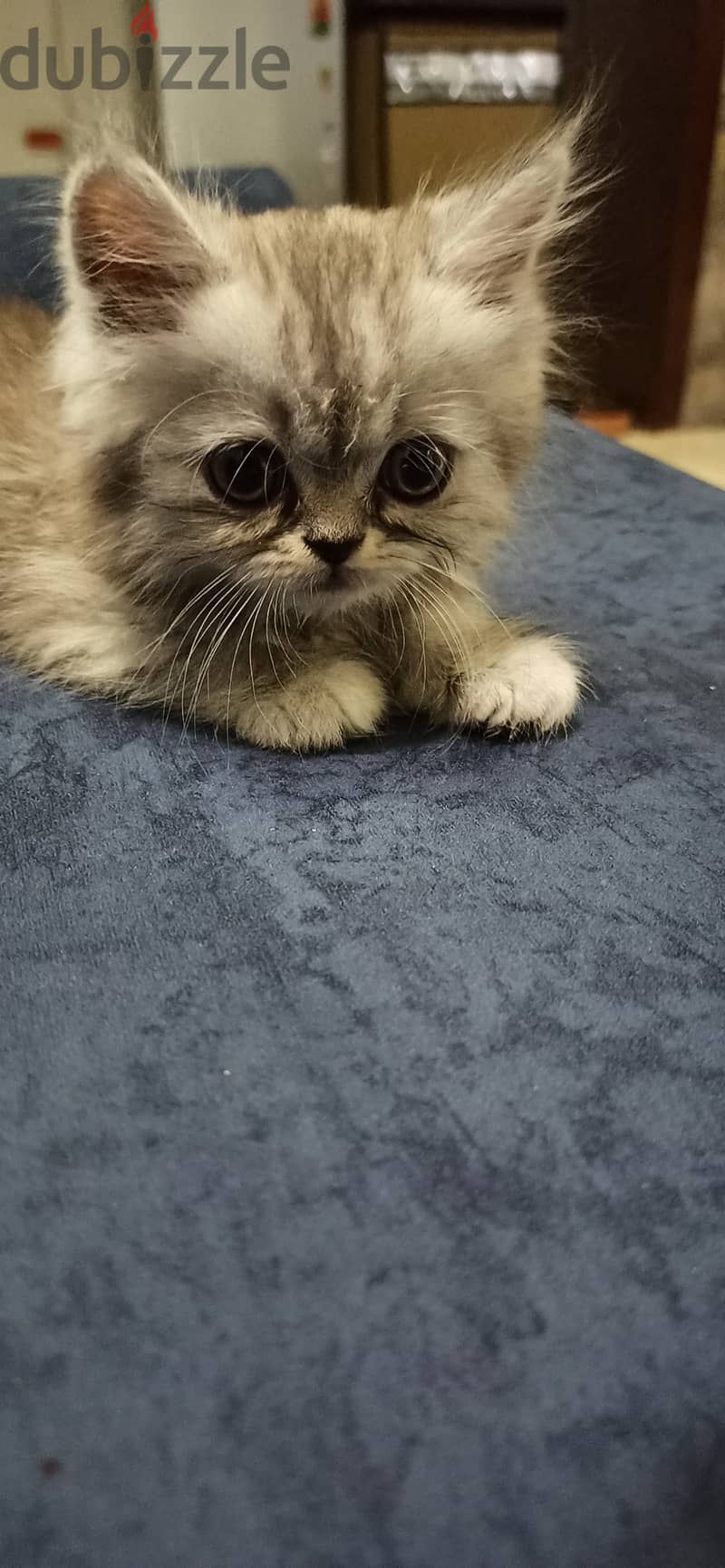 Persian chinchilla kitty, boy. 1 month 1