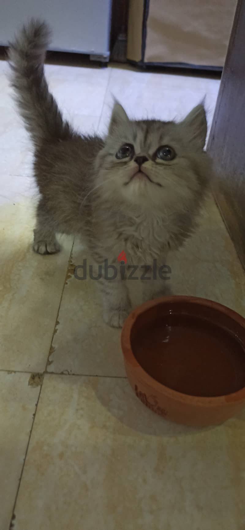 Persian chinchilla kitty, boy. 1 month 2