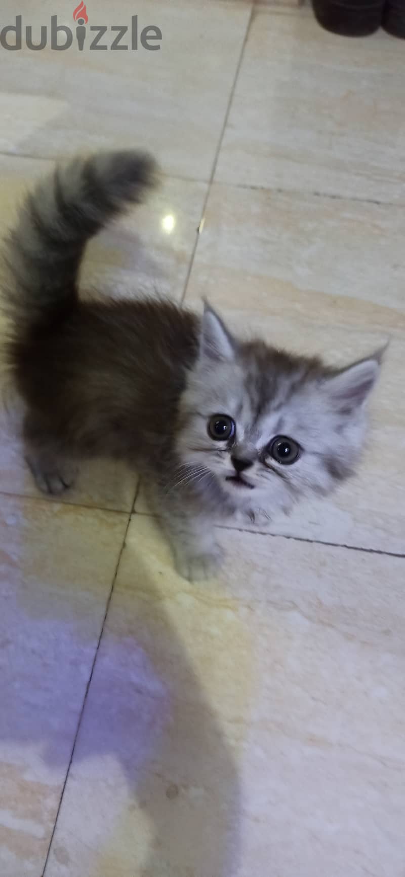 Persian chinchilla kitty, boy. 1 month 3