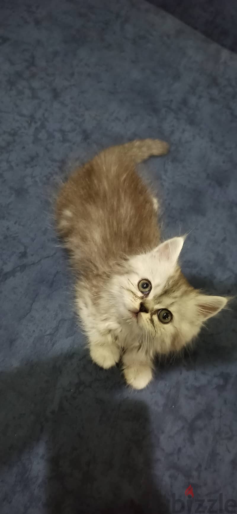 Persian chinchilla kitty, boy. 1 month 4