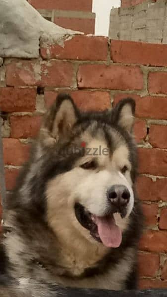 ألاسكا مالموت alaskan malamute