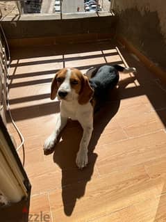 beagle for adoption 0