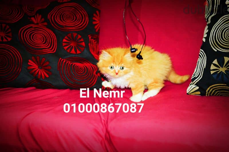 قطط هيمالايا شوكليت بيور و قطة هيمالايا اورنج قطه بلو بوينت بيرشن 8