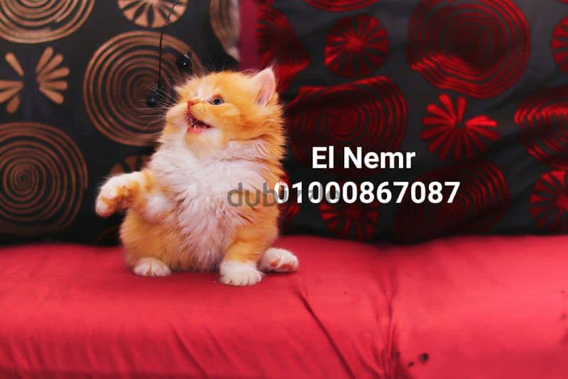 قطط هيمالايا شوكليت بيور و قطة هيمالايا اورنج قطه بلو بوينت بيرشن 16