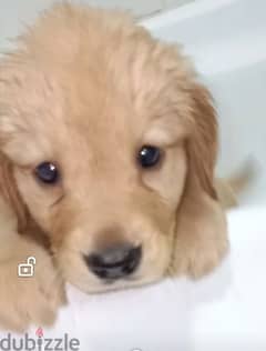 golden retriever pure 50 days Male and Female puppies 0