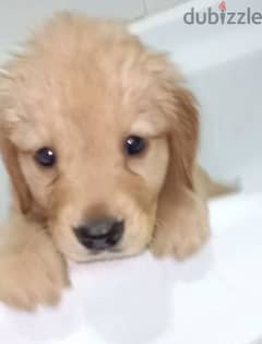 golden retriever pure 50 days Male and Female puppies
