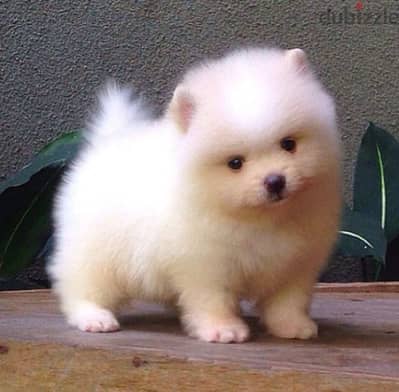 تيكب بومرينيان اهالى FCI بومرنيان Teacup Pomeranian