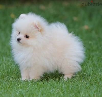 تيكب بومرينيان FCI متطعمين بومرنيان Pomeranian teacup