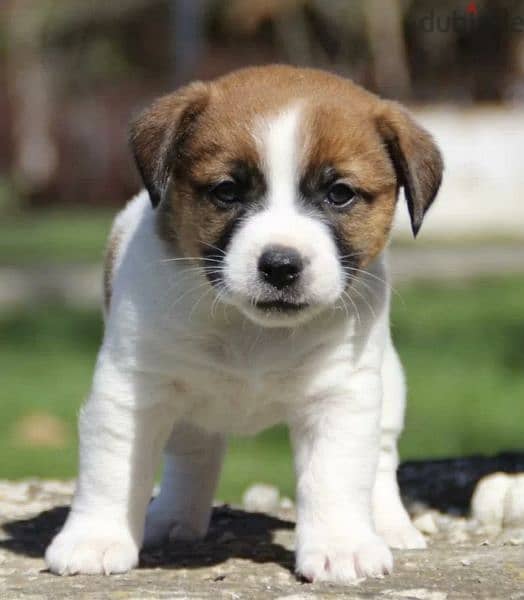 Jack Russell Terrier Female From Russia 2