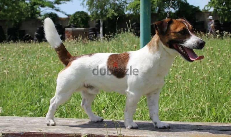 Jack Russell Terrier Female From Russia 5