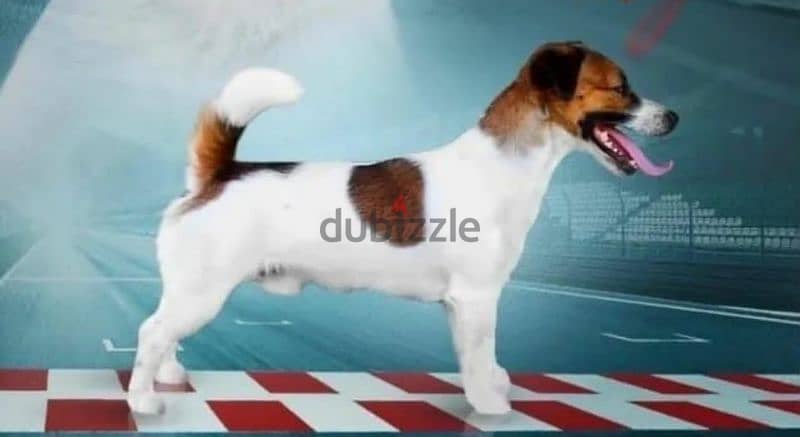 Jack Russell Terrier Female From Russia 6