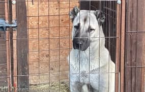 Turkish Kangal Female From Russia FCI documents 0