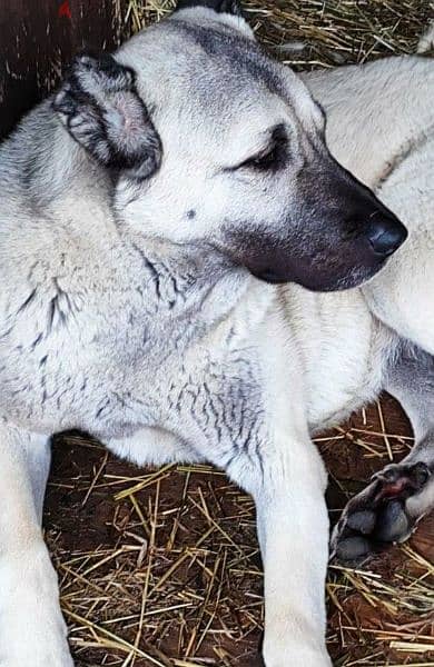Turkish Kangal Female From Russia FCI documents 1