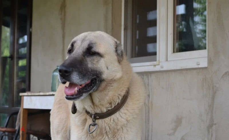 Turkish Kangal Female From Russia FCI documents 2