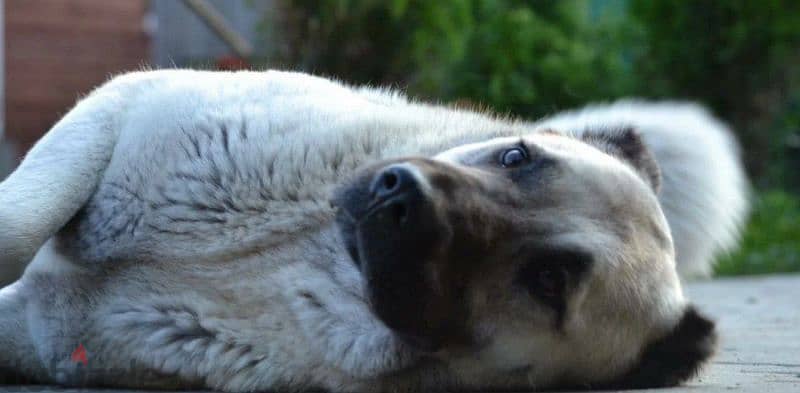 Turkish Kangal Female From Russia FCI documents 3