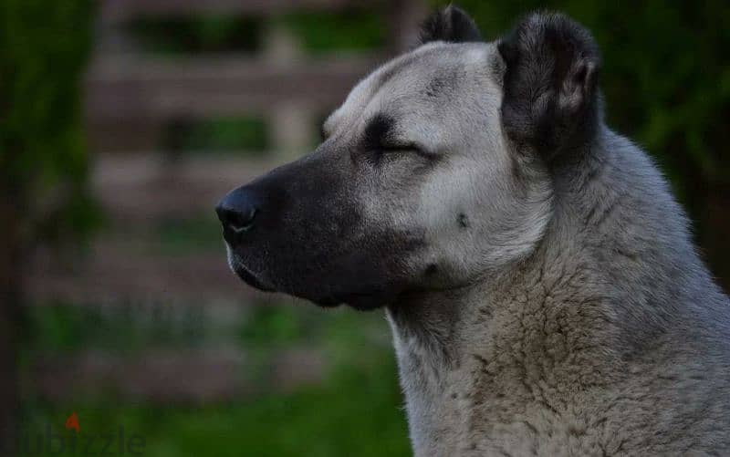 Turkish Kangal Female From Russia FCI documents 4