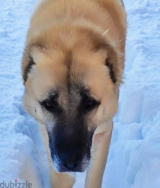 Turkish Kangal Female From Russia FCI documents 6