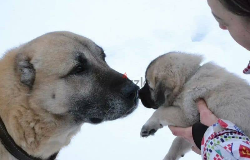 Turkish Kangal Female From Russia FCI documents 7