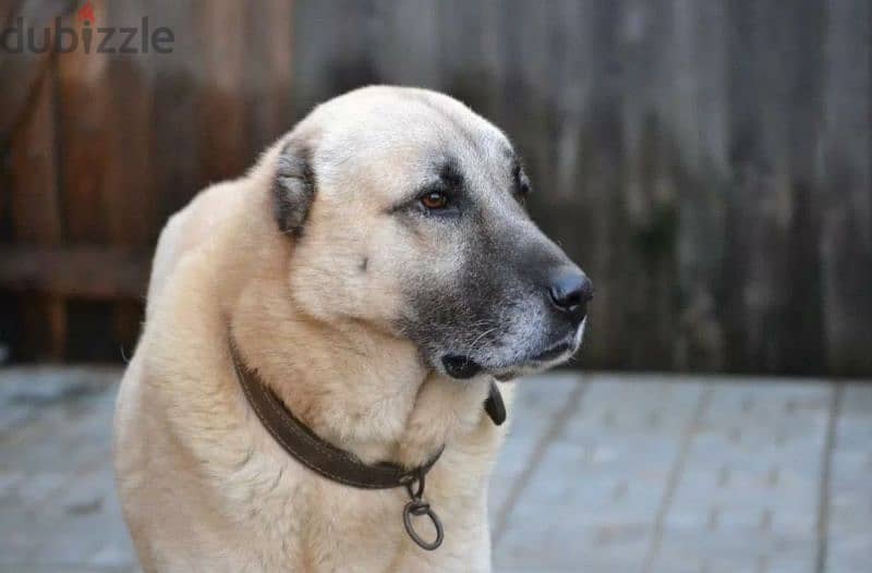 Turkish Kangal Female From Russia FCI documents 8