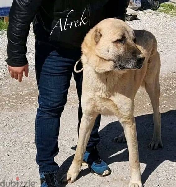 Turkish Kangal Female From Russia FCI documents 9