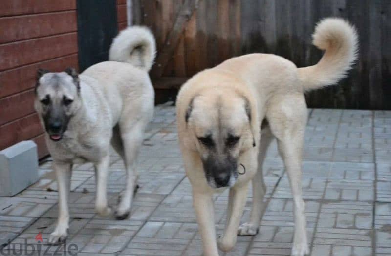 Turkish Kangal Female From Russia FCI documents 10