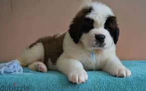 Imported Saint Bernard Males From Russia FCI documents 0